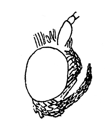 Head of Ephestia elutella (Pyralidae).